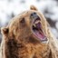 Grizzly™