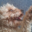 Cloe