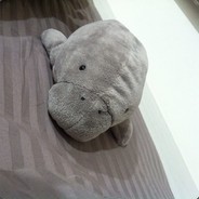 GrayManatee
