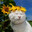 🌻