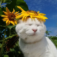 🌻