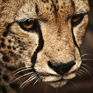 magomedrasul.muzhaidov