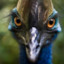 Cassowary_Morph