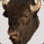 Bison