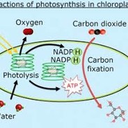 Cellular Respiration