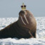 Mamlo The Walrus King ʕಠᴥ