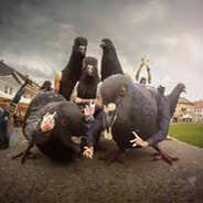 Pigeon_On_240FPS SKINS