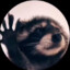 RaccoonDragoon