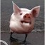 The_Piduck
