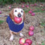 AppleDog