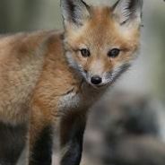 Fox avatar