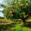 Apfelbaum