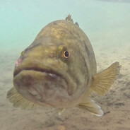 Largemouth Bass
