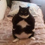 fatcat