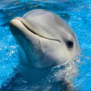 Comedic~Dolphin
