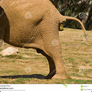 [BOT] ElefantBajs (2000)