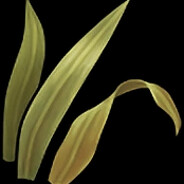 pelen pran viper