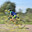 Cyclist