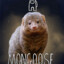 A Mongoose