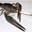 el langostino cigarro