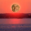 Elon Dusk