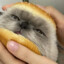 catburger