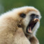 Gibbon