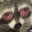 LeRaccoon