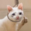 Brush_F
