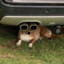 Mad_DoG