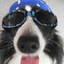 dogmuffin8