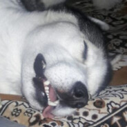 Пєс Сторожевой