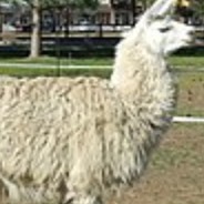 meyamollama