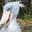 Shoebill