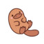 Asianplatypus