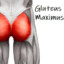 Gluteus Maximum