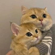 喜欢小豆泥不是土豆泥