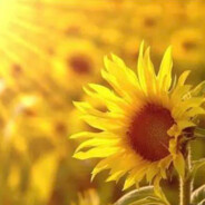 你就是个寄吧了