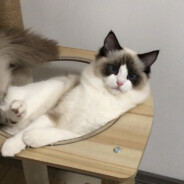 美味蟹堡王