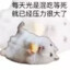 放过鼠鼠吧