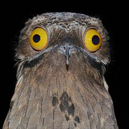 коля камызяка