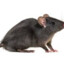 Black rat
