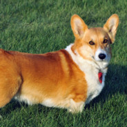 A Corgi.