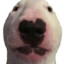 Armandoxx