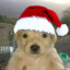 Sable_XD