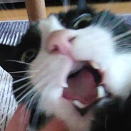 Avatar Tailwind CSS Component