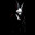 ANGEL OF DEATH