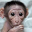 macaco moeda