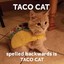 TacoCat