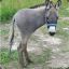 B_POT_MHE_HOru